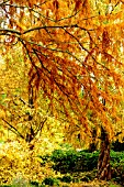 SWAMP CYPRESS, DAWN REDWOOD, CORNUS & IRONWOOD