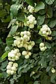 SYMPHORICARPOS ALBA