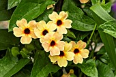 THUNBERGIA AFRICAN SUNSET