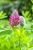 TRIFOLIUM RUBENS