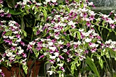 CALANTHE VESTITA