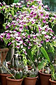 CALANTHE VESTITA