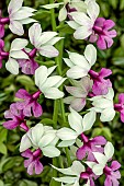 CALANTHE VESTITA