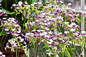 CALANTHE VESTITA