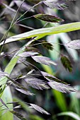 CHASMANTHIUM LATIFOLIUM