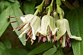 CLEMATIS NAPAULENSIS