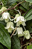 CLEMATIS UROPHYLLA WINTER BEAUTY