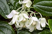 CLEMATIS UROPHYLLA WINTER BEAUTY