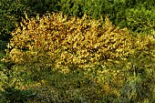 CORNUS SANGUINEA MIDWINTER FIRE