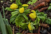 ERANTHIS HYEMALIS.