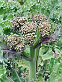 CRAMBE CORDIFOLIA