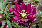 HELLEBORUS HARVINGTON DOUBLE RED