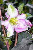 HELLEBORUS HGC ICE N ROSES DARK PICOTEE (COSEH 5100)