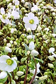 HELLEBORUS WINTER ANGELS