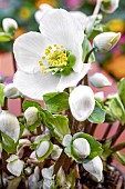 HELLEBORUS WINTER ANGELS