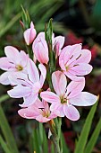 HESPERANTHA MOLLY GOULD.