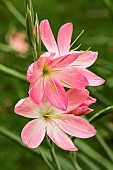 HESPERANTHA COCCINEA SIMPLY PINK