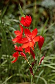 HESPERANTHA COCCINEA MAJOR