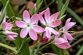 HESPERANTHA COCCINEA SIMPLY PINK