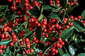 ILEX X MESERVEUE BLUE MAID (MESID)