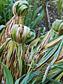 TYING DAFFODILS AT THE END OF FLOWERING SEASON