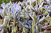 IRIS KATHARINE HODGKIN