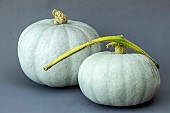 CUCURBITA PEPO CROWN PRINCE