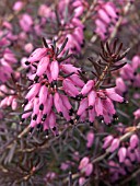 ERICA CARNEA (HERBACEA) VIKING