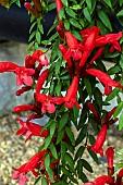 AESCHYNANTHUS JAPHROLEPSIS