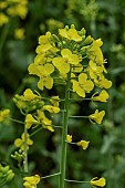 BRASSICA NAPUS SUBSP NAPUS