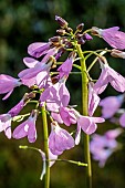 CARDAMINE QUINQUEFOLIA