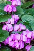 CYCLAMEN COUM