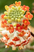 EDGEWORTHIA CHRYSANTHA RED DRAGON