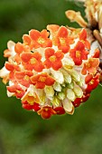 EDGEWORTHIA CHRYSANTHA RED DRAGON