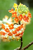 EDGEWORTHIA CHRYSANTHA RED DRAGON