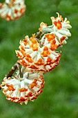 EDGEWORTHIA CHRYSANTHA RED DRAGON