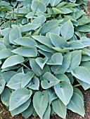 HOSTA HALCYON (PLANTAIN LILY)