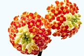 EDGEWORTHIA CHRYSANTHA RED DRAGON