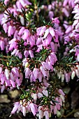 ERICA CARNEA MARCH SEEDLING