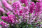 ERICA CARNEA MAYERTOUN RUBY