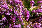 ERICA CARNEA WINTERFREUDE