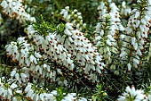 ERICA CARNEA ALBA ISABELL