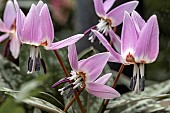 ERYTHRONIUM DENS-CANIS