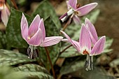 ERYTHRONIUM DENS-CANIS