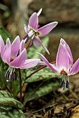 ERYTHRONIUM DENS-CANIS