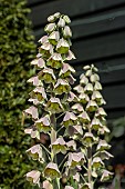 FRITILLARIA PERSICA GREEN DREAMS