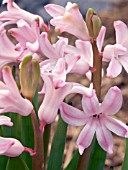 HYACINTHUS (HYACINTH) MULTISTEM PINK