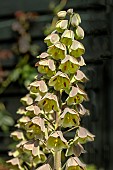 FRITILLARIA PERSICA GREEN DREAMS.