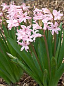 HYACINTHUS (HYACINTH) MULTISTEM PINK