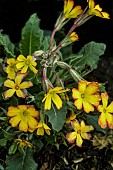 PRIMULA OAKLEAF YELLOW PICOTEE